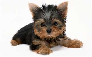 Chiots Yorkshire Terrier Pure Race
