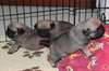 Chiots Carlin Disponible  de suite - photo 2