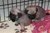 Chiots Carlin Disponible  de suite - photo 3