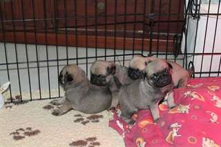 Chiots Carlin Disponible  de suite