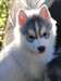 Chiots Husky Siberien - photo 2
