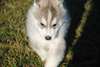 Chiots Husky Siberien - photo 3