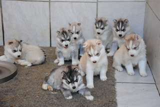 Chiots Husky Siberien