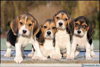 Chiots beagle disponible