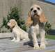 Chiots Cocker Spaniel Américain - photo 1