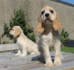 Chiots Cocker Spaniel Américain