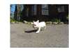 Chiots Bouledogues francais - photo 2