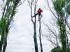 SERVICES D'ARBRES//ÉLAGAGE//ABATTAGE//ÉMONDAGE. - photo 8