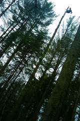 SERVICES D'ARBRES//ÉLAGAGE//ABATTAGE//ÉMONDAGE.