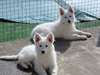 adorables chiots berger blanc suisse 12 semaines - photo 2
