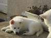 adorables chiots berger blanc suisse 12 semaines - photo 3