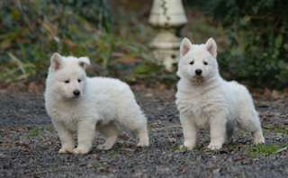 adorables chiots berger blanc suisse 12 semaines