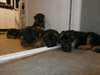 chiots berger allemand disponible de suite - photo 1