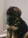 chiots berger allemand disponible de suite - photo 2