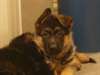 chiots berger allemand disponible de suite - photo 3