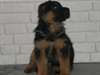 chiots berger allemand disponible de suite - photo 4