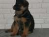 chiots berger allemand disponible de suite - photo 5