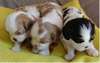 chiots cavalier king charles disponible - photo 1