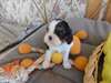 chiots cavalier king charles disponible - photo 3