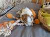 chiots cavalier king charles disponible - photo 4