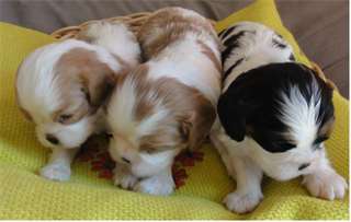 chiots cavalier king charles disponible