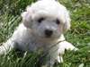 Chiots Bichon Frise - photo 2