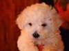 Chiots Bichon Frise - photo 3