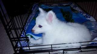 chiots esquimaux Américains