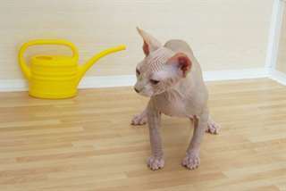 Magnifique Chatons Sphynx male &amp; femelle a donner