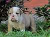 Chiots Anglais Pret a Partir - photo 2