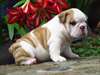 Chiots Anglais Pret a Partir - photo 3