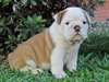 Chiots Anglais Pret a Partir - photo 4