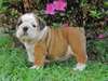Chiots Anglais Pret a Partir - photo 5