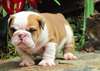 Chiots Anglais Pret a Partir - photo 6