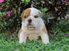 Chiots Anglais Pret a Partir - photo 7