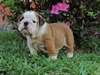 Chiots Anglais Pret a Partir - photo 8