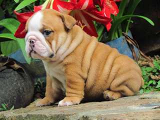 Chiots Anglais Pret a Partir