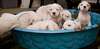 Tres Beau Chiots Bulldog Americain - photo 2
