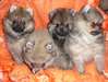 chiots spitz nain allemand disponible - photo 1