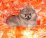 chiots spitz nain allemand disponible - photo 2