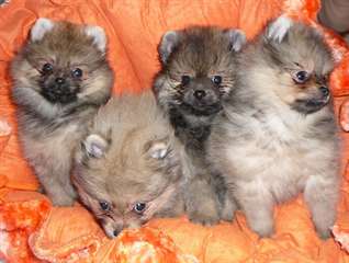 chiots spitz nain allemand disponible