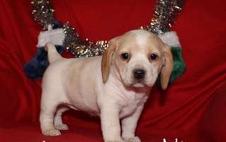 Deux Chiots Beagle Male &amp; femelle