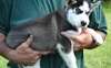 Chiots Husky Siberain - photo 1