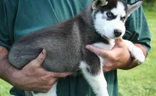 Chiots Husky Siberain