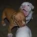 Chiots American Staffordshire Terrier - photo 2