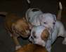 Chiots American Staffordshire Terrier - photo 3