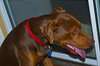 Chiots American Staffordshire Terrier - photo 4