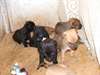 Chiots Kelpie Australien - photo 2