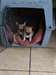 chiots chihuahua petite taille 35 cm taille adulte - photo 1