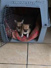 chiots chihuahua petite taille 35 cm taille adulte
